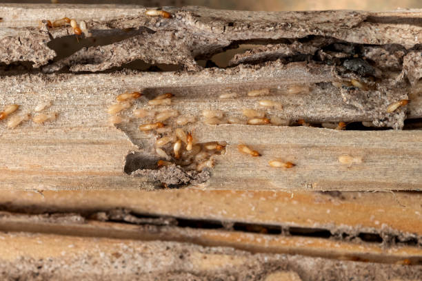 Centralia, MO Pest Control Company